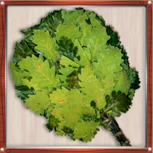 Веник КАВКАЗСКИЙ ДУБ в индивидуальной упаковке